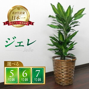 yӂ邳Ɣ[ŁzWF ϗtA A 5 6 7 WF lC  킢   唫 ^ CeA rO  Q Lb` ItBX v[g Mtg V