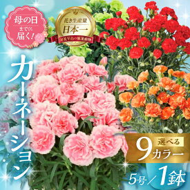 【ふるさと納税】《母の日までにお届け》カーネーション 鉢植え 5号鉢 母の日 レッド ピンク オレンジ グリーン 緑 花 フラワー ギフト 母の日 贈り物 プレゼント 母 ママ お母さん ありがとう 感謝 贈答 鉢 母の日