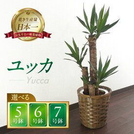【ふるさと納税】ユッカ 観葉植物 植物 5号鉢 6号鉢 7号鉢 人気 おしゃれ かわいい お手入れ 室内 大鉢 中型 インテリア リビング 玄関 寝室 キッチン オフィス プレゼント ギフト 新居 入居 インテリアグリーン グリーン 緑 植物