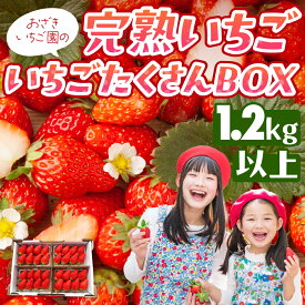 【ふるさと納税】完熟いちご 1.2kg以上 いちごたくさんBOX いちご イチゴ 苺 章姫 大粒 ストロベリー ベリー ジャム いちごジャム イチゴジャム いちご狩り いちご園 おざきいちご園 渥美半島 愛知県 田原市