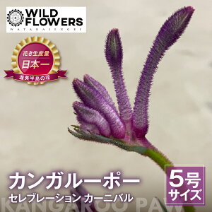 �y�ӂ邳�Ɣ[�Łz�s��s�\��t�J���K���[�|�[ �Z���u���[�V���� �J�[�j�o�� 5���T�C�Y 1�� ���^���C���| �J���K���[�|�[ �ϗt�A�� �� ���A�� �� ���� �A�� �O���[�� �K�[�f�j���O �� �t����