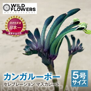 �y�ӂ邳�Ɣ[�Łz�s��s�\��t�J���K���[�|�[ �Z���u���[�V���� �}�X�J���[�h 5���T�C�Y 1�� ���^���C���| �J���K���[�|�[ �ϗt�A�� �� ���A�� �� ���� �A�� �O���[�� �K�[�f�j���O �� �t��