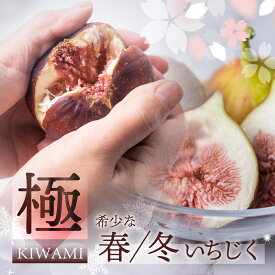 【ふるさと納税】 春冬の希少な いちじく 極 9-12玉 (春いちじく　4月～5月／冬いちじく　11月 )プレミアム完熟 大玉 フルーツ 【専用箱】入手困難 受賞農家 果物 無花果 イチジク くだもの いちぢく ランキング 贈答品 高級 産地直送 愛知県 田原市 渥美半島 人気 先行予約