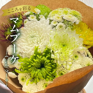 yӂ邳Ɣ[Łzy}u[Pz`Cool/N[` ԑ Ϗܗp Mtg v[g 蕨 p p A  t[  ͂  Yn cs 
