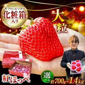 【ふるさと納税】【先行予約】いちご 紅ほっぺ 超特大玉2パック or 4パック〈選べる内容量〉 いちご 果物 フルーツ 愛西市 / はしもと園芸 [AECD001]