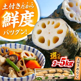 【ふるさと納税】＼選べる内容量／ れんこん （2kg/5kg）蓮根 土付き蓮根 れんこん レンコン 愛知県産 野菜 産地直送 愛西市 / 清水食品 [AEAJ001]