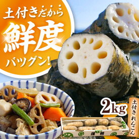 【ふるさと納税】 【先行予約】 ＼毎年10月より順次発送／ れんこん 2kg 土付き蓮根 れんこん レンコン 愛知県産 野菜 産地直送 愛西市 / 清水食品 [AEAJ001]