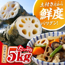 【ふるさと納税】 【先行予約】 ＼毎年10月より順次発送／ れんこん 5kg 土付き蓮根 れんこん レンコン 愛知県産 野菜 産地直送 愛西市 / 清水食品 [AEAJ002]