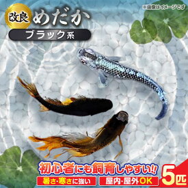 【ふるさと納税】メダカ5匹（ブラック系） 改良メダカ めだか 生体 愛西市/株式会社プロスパージャパン [AEAK003]