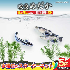 yӂ邳Ɣ[Łz_JX^[^[Lbg ANAE^[ NA[ X^[^[Lbg  Zbg s/ЃvXp[Wp [AEAK004]