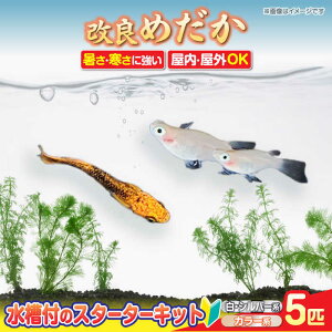 yӂ邳Ɣ[Łz_JX^[^[Lbg ANAE^[ ubN X^[^[Lbg  Zbg s/ЃvXp[Wp [AEAK005]