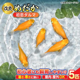 【ふるさと納税】改良メダカ5匹 初恋ダルマメダカ メダカ 観賞魚 ダルマ 愛西市 / 株式会社プロスパージャパン[AEAK006]