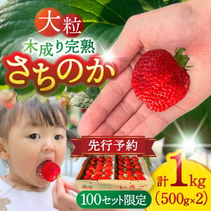 yӂ邳Ɣ[Łzys\/2026N1{菇z  ̂ 500g×2pbN v1kg yzBsFz C`S t[c ʕ  s /  [AEAY001]