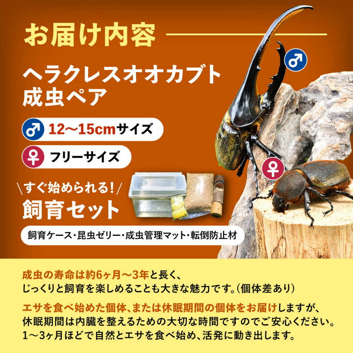 楽天市場】【ふるさと納税】【先行予約】 ヘラクレスオオカブト成虫 