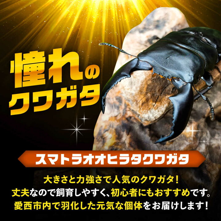 楽天市場】【ふるさと納税】【先行予約】 スマトラオオヒラタクワガタ 