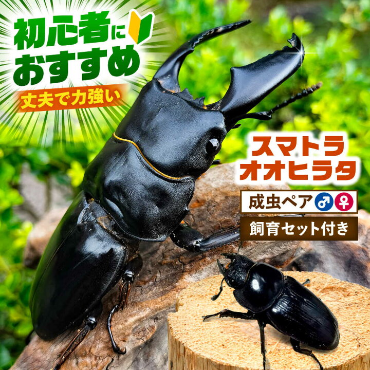 楽天市場】【ふるさと納税】【先行予約】 スマトラオオヒラタクワガタ 