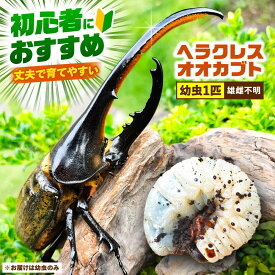 【ふるさと納税】【配送不可地域：北海道・沖縄・離島】ヘラクレスオオカブト幼虫1匹（2〜3齢）愛西市 / 艶麗[AEDD004]