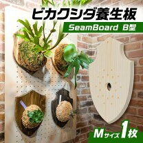 楽天市場】コウモリラン 板付けの通販