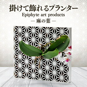 yӂ邳Ɣ[ŁzEpiphyte@Art@Products@̗t@L@y1632290z