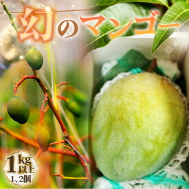 【ふるさと納税】幻のマンゴー　1kg以上 ／ マンゴー 大型 果物 フルーツ 糖度が高い 繊維質が少ない 濃厚 甘み 完熟 人気の高い品種 送料無料 愛知県 No.226