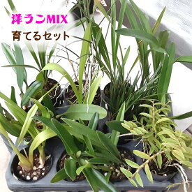 【ふるさと納税】洋ランMIX 育てるセット [0480] らん 蘭 観葉植物 インテリア