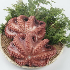 【ふるさと納税】 たこ 蛸 茹でだこ 冷凍 600g 海鮮 魚介類 酒 さけ つまみ おつまみ タコパ たこ焼き 無添加 自家製 人気 おすすめ 愛知県 南知多町 ギフト 贈り物 お取り寄せ 特産品 晩酌 おかず 刺し身 マリネ 和食 洋食 多幸 寿司ネタ