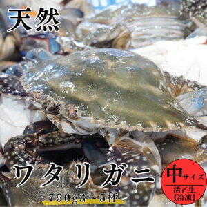 yӂ邳Ɣ[Łz Y  ^Kj () 750g 3`5t Ⓚ  Ot|t Zbg { Ԍ IX X CN L  VN nI Jj I VR ܂͖{ lC  m m