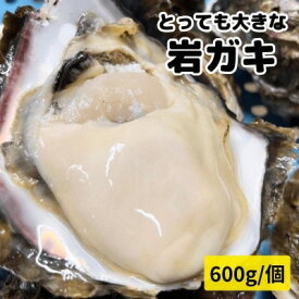 【ふるさと納税】 先行予約 XXL・天然岩牡蠣600g(1個・殻付き・生食用岩ガキの特上品)CAS冷凍カキ 海鮮バーベキューに