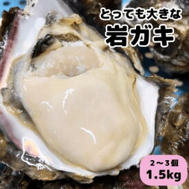【ふるさと納税】 先行予約 XXLサイズ!天然岩牡蠣/特上1.5kg(2〜3コ/殻付き生食用)CAS冷凍カキ 海鮮バーベキューに