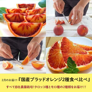 【定期便】定期便全6回農園採れたて『季節の果実』をお届け