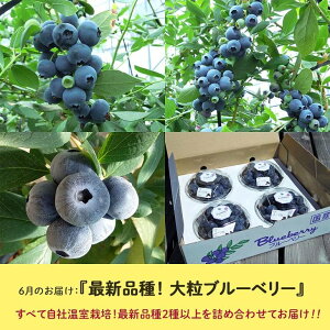【定期便】定期便全6回農園採れたて『季節の果実』をお届け