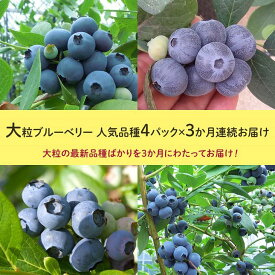 【ふるさと納税】【定期便】大粒ブルーベリー　人気品種4パック×3ヶ月連続お届け ※2026年5月上旬〜7月上旬頃に順次発送予定