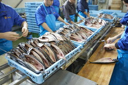 【ふるさと納税】【魚太郎】1番人気”とろさば”特盛セット