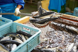 【ふるさと納税】【魚太郎】1番人気”とろさば”特盛セット