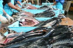 【ふるさと納税】【魚太郎】1番人気”とろさば”特盛セット