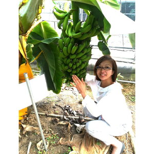 【ふるさと納税】超希少!美浜町産バナナ(モッチリ系の品種)たっぷり2kg入り!
