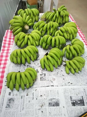 【ふるさと納税】超希少!美浜町産バナナ(モッチリ系の品種)たっぷり2kg入り!