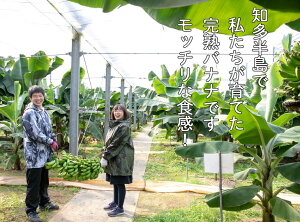 【ふるさと納税】超希少!国産完熟バナナ(美浜町産)モッチリ系の品種をたっぷり3kgすぐ食べられる状態でお届け!