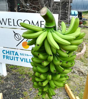 【ふるさと納税】超希少!国産完熟バナナ(美浜町産)モッチリ系の品種をたっぷり3kgすぐ食べられる状態でお届け!