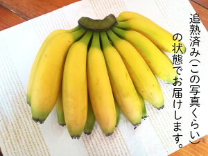 【ふるさと納税】超希少!国産完熟バナナ(美浜町産)モッチリ系の品種をたっぷり3kgすぐ食べられる状態でお届け!