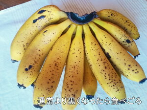 【ふるさと納税】超希少!国産完熟バナナ(美浜町産)モッチリ系の品種をたっぷり3kgすぐ食べられる状態でお届け!