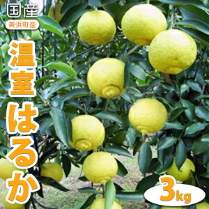 yӂ邳Ɣ[ŁzY(lY)͂邩 3kg 2026N1{菇\