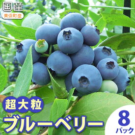 【ふるさと納税】【2027年先行予約】愛知県美浜町産 超大粒ブルーベリー 約100g×8パック ※2027年5月上旬〜8月上旬頃に順次発送予定 | ブルーベリー ぶるーべりー 大粒 ジューシー 甘い 生 新鮮 産地直送 サザンハイブッシュ 食べ比べ 果物 くだもの フルーツ 愛知県 美浜町