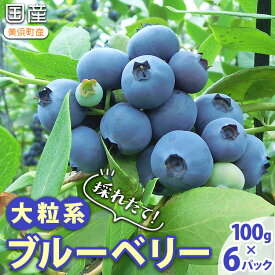 【ふるさと納税】採れたて！大粒系ブルーベリー　100g×6パック ※2026年5月上旬〜7月上旬頃に順次発送予定