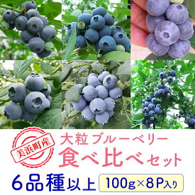 【ふるさと納税】美浜町産大粒ブルーベリー食べ比べセット6品種以上 『8パック入り』 ※2026年6月中旬～6月下旬頃に順次発送予定