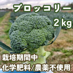 yӂ邳Ɣ[ŁzubR[@͔|Ԓw엿/_sgp@2kgȏ(5-8{)@yzsnFzy1487695z