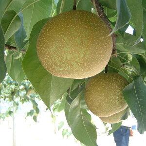 【ふるさと納税】《数量限定》幸田町産「梨」5kg(10〜12玉)箱入り※着日時指定、北海道・沖縄・離島への発送不可※8月中旬頃〜9月上旬頃に順次発送予定