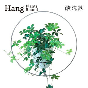 yӂ邳Ɣ[ŁzGRAVIRoN Hang Plants V[Y vcnK[ Round (_S) nMOvc v^[ nMO GAvc ݂邷 Az_[ ϗtA CeA  