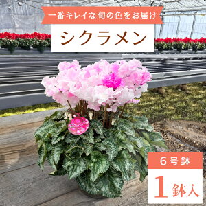yӂ邳Ɣ[Łzq\irm ݊yY VN 6 sN   v[g 蕨   K[f K[fjO i NX}X -035