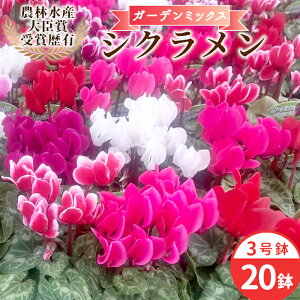 yӂ邳Ɣ[Łzq\irVN K[f~bNX 3×20 _ѐYb܎ܗ  sN   v[g 蕨   K[f K[fjO i NX}X m